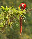 Scarlet Macawborder=