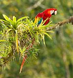 Scarlet Macaw