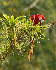 Scarlet Macaw