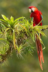 Scarlet Macaw