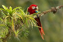 Scarlet Macaw