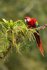 Scarlet Macaw