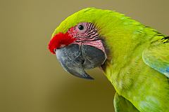 Great Green Macaw