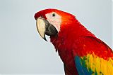 Scarlet Macaw