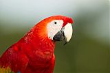 Scarlet Macawborder=