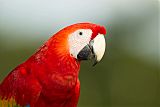 Scarlet Macaw