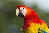 Scarlet Macaw