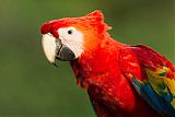 Scarlet Macawborder=