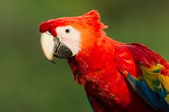 Scarlet Macaw