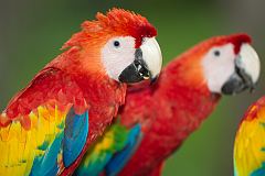 Scarlet Macaw