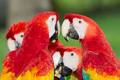 Scarlet Macaw