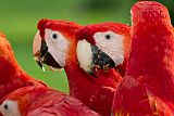 Scarlet Macaw