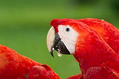 Scarlet Macaw