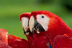 Scarlet Macaw