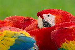 Scarlet Macaw