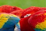 Scarlet Macaw