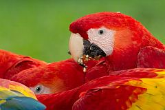 Scarlet Macaw