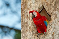 Scarlet Macaw