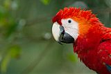 Scarlet Macawborder=