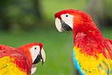 Scarlet Macaw