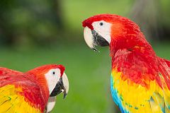 Scarlet Macaw