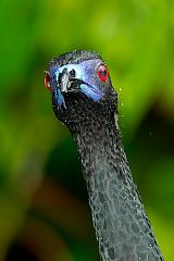 Black Guan