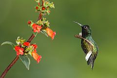Black-bellied Hummingbird
