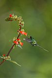 Green Thorntail