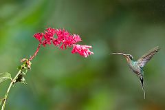 Green Hermit