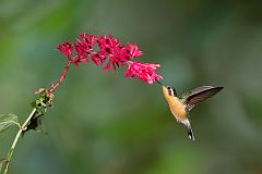 Purple-throated Mountain-gem