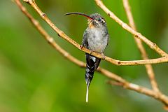 Green Hermit