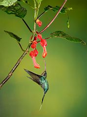 Green Hermit