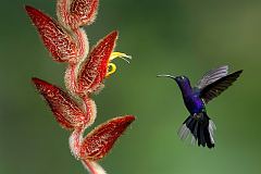 Violet Sabrewing