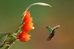 Rufous-tailed Hummingbird