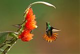 Rufous-tailed Hummingbird