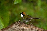 Chestnut-capped Brush-Finch