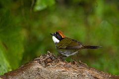 Chestnut-capped Brushfinch