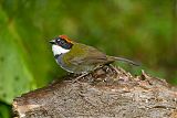 Chestnut-capped Brushfinchborder=