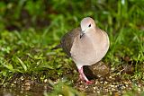 White-tipped Doveborder=