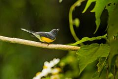 Slate-throated Redstart