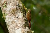 Spot-crowned Woodcreeperborder=