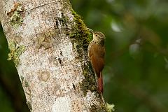 Spot-crowned Woodcreeper