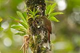 Spot-crowned Woodcreeper