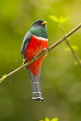 Collared Trogon