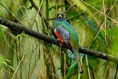 Collared Trogon