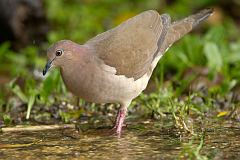 White-tipped Dove