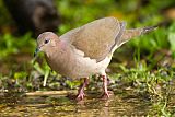 White-tipped Dove