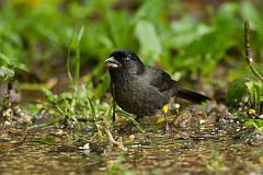 Yellow-thighed Brushfinch