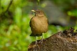 Clay-colored Thrush