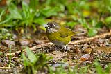 Common Bush-Tanager